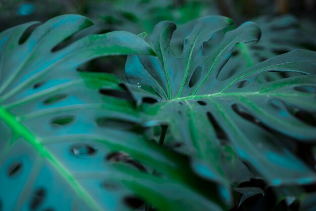 Botanical monstera leaves