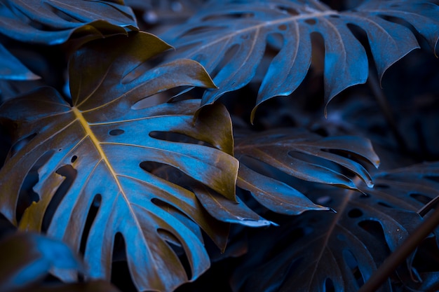 Botanical monstera leaves