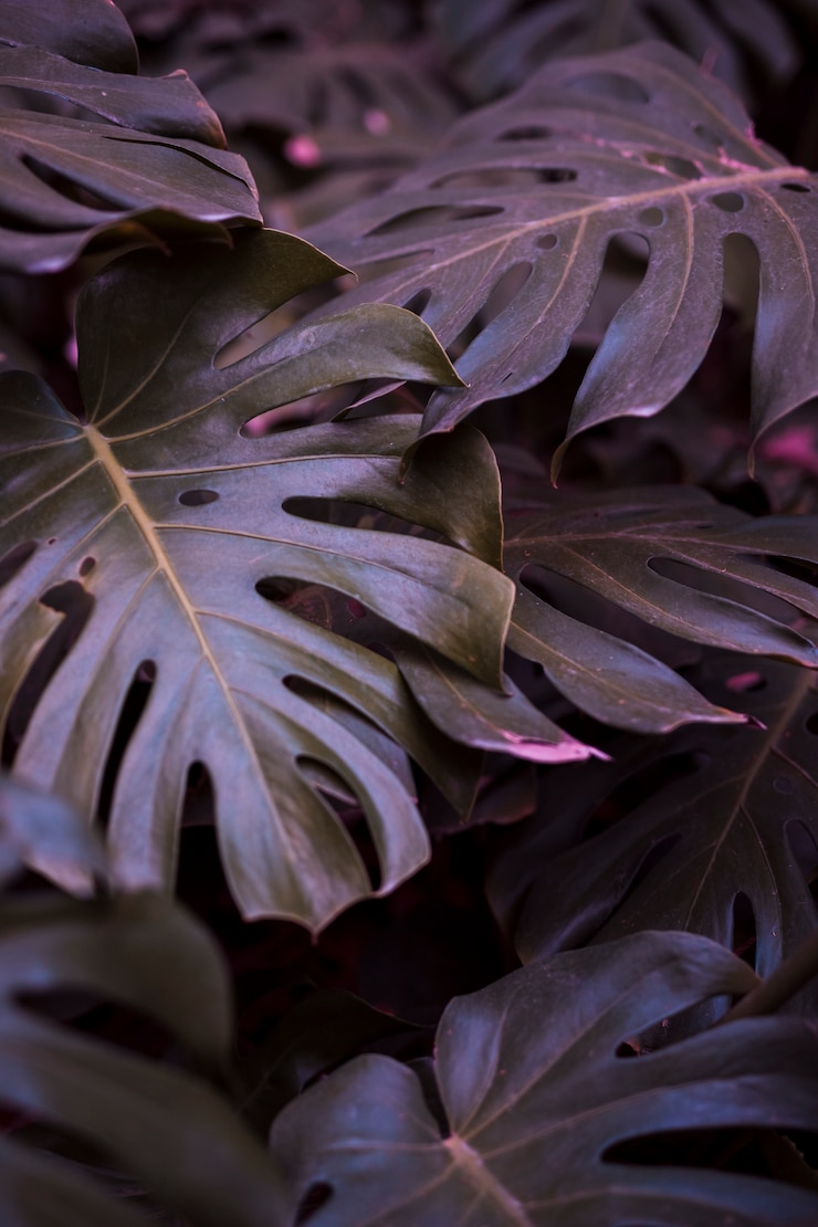 Free Photo botanical monstera leaves