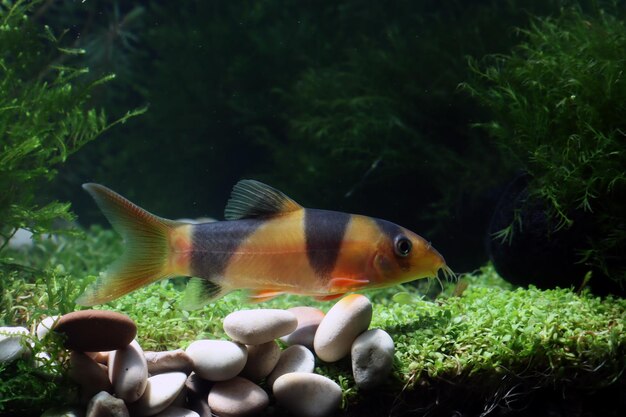 Botia fish Chromobotia macracanthus closup Botia clown fish Chromobotia macracanthus side view