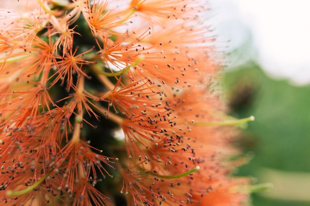 Bottle brush flower bloom