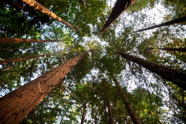 Bottom view big trees from a forest