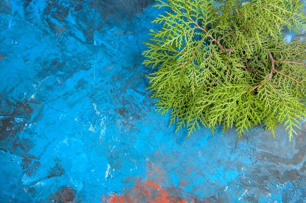 Bottom view cedar branches on blue table free space