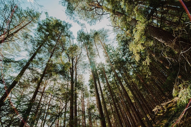 Foto gratuita vista dal basso di un gruppo di alberi