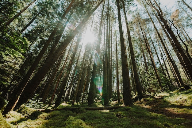 Bottom view of a group of trees