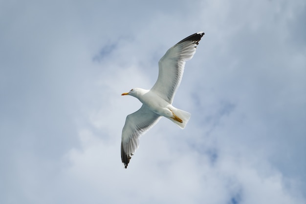 Bottom view of gull flying high