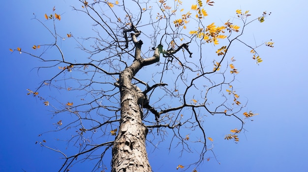 Bottom view of leafless tree