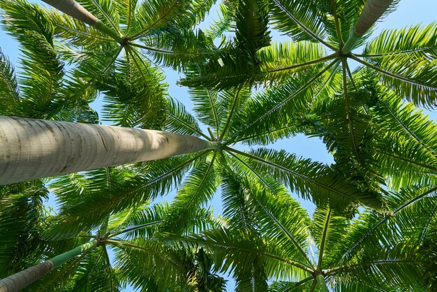 Bottom view of palm trees