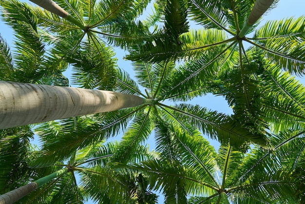 Bottom view of palm trees