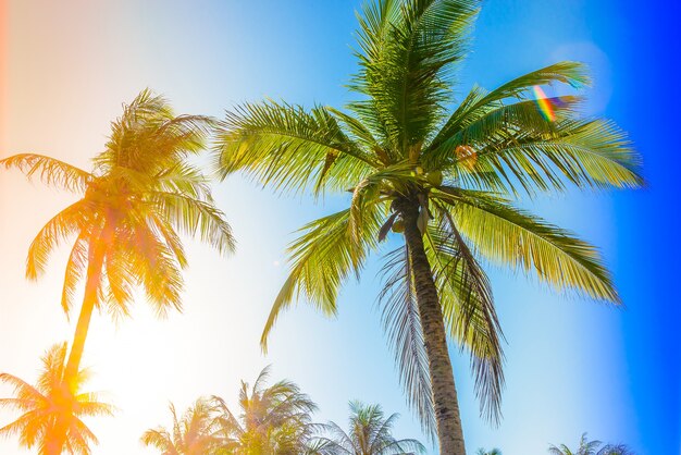 Bottom view of palm trees