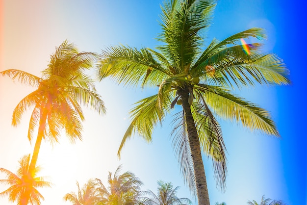 Bottom view of palm trees