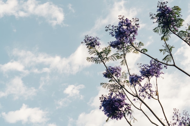 Bottom view of plant with purple flowers