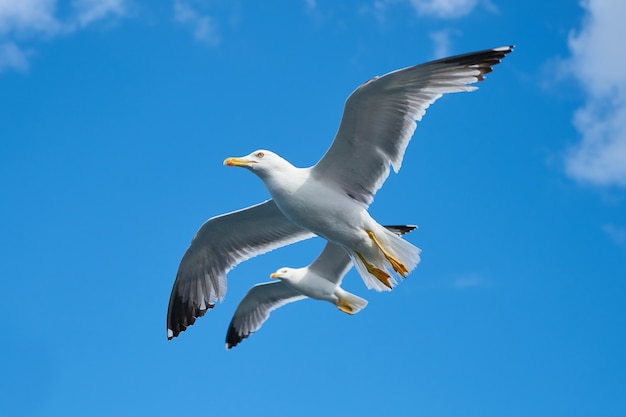 Bottom view of seagulls flying