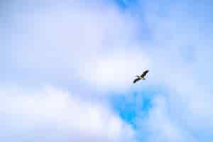 Foto gratuita inquadratura dal basso di un gabbiano che vola nel cielo nuvoloso