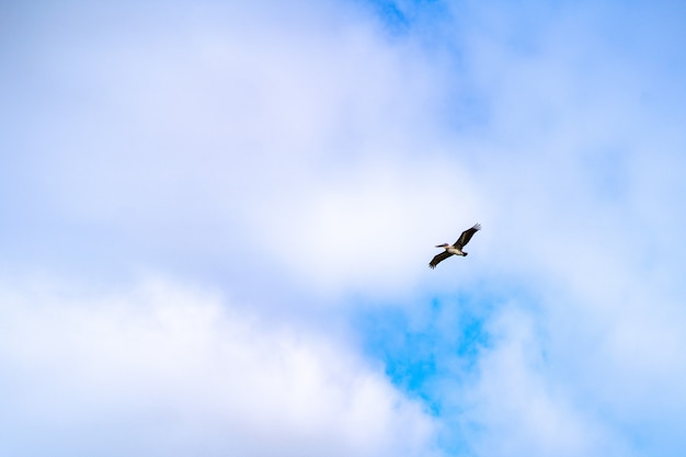 Bottom view shot of a gull flying in the cloudy sky