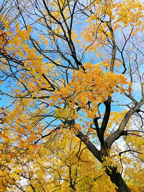 ポーランドのスターガルドで黄色と緑の葉で覆われた木の底面図ショット。