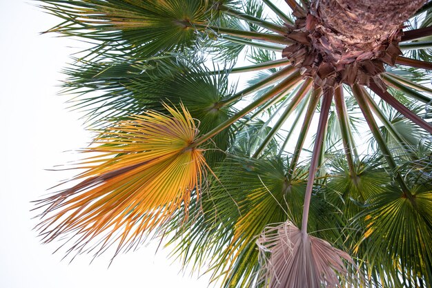 Bottom view of textured palm branches. Exotic vegetation of Egypt.