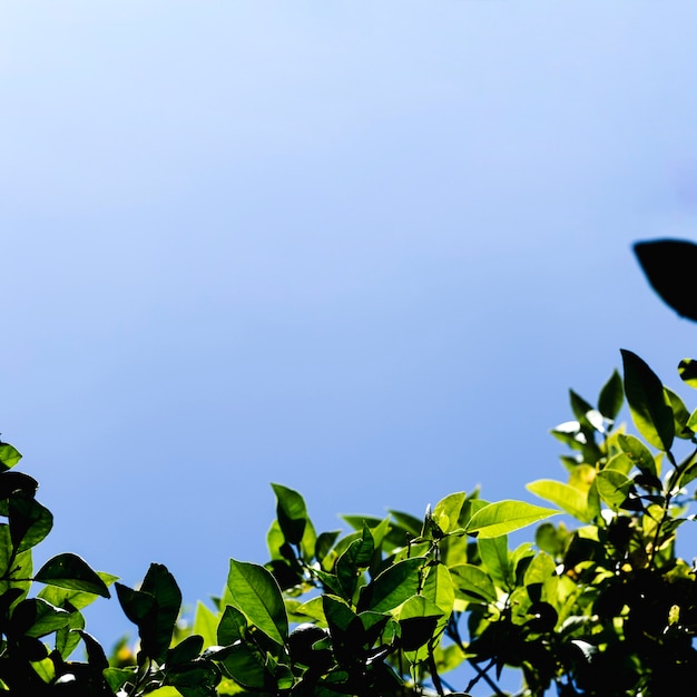 Bottom view of tree branches