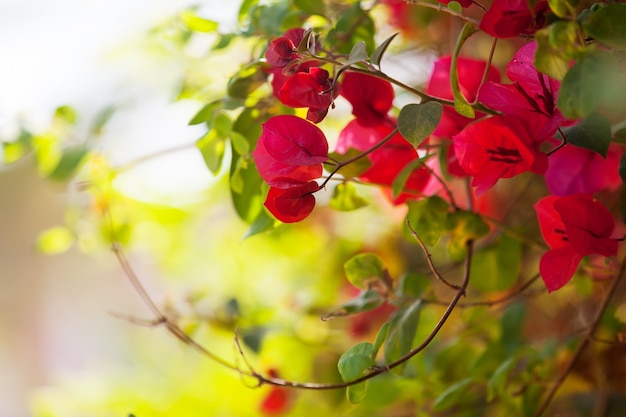 Free photo bougainvillea glabra plant