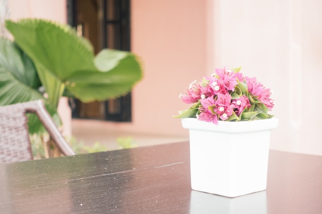 bougainvillea white sunny day travel