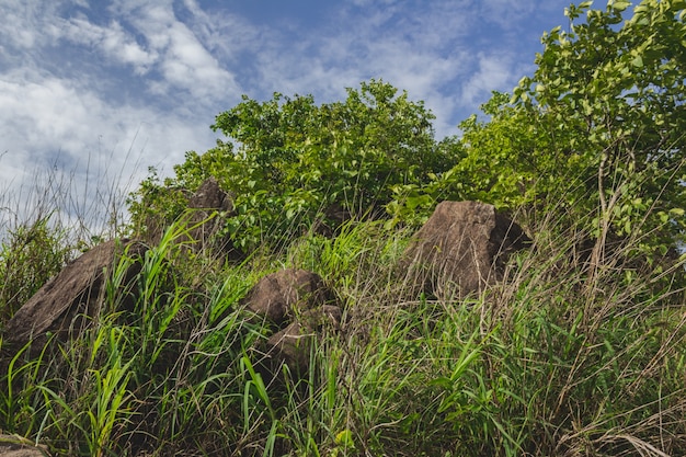 Boulders and trees with blue sky in the background