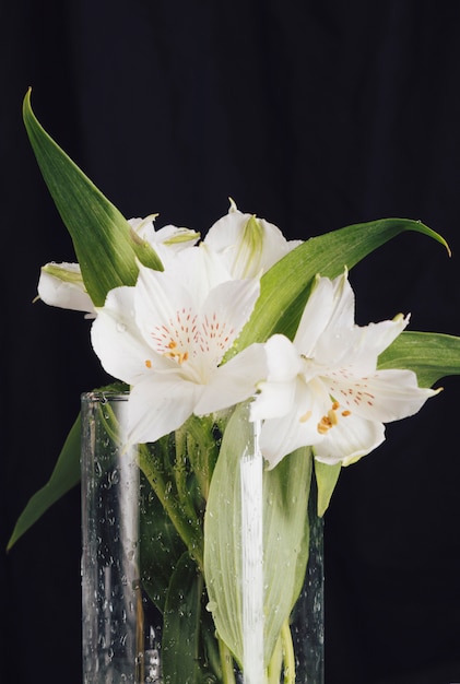 Bouquet of beautiful fresh white blooms in vase