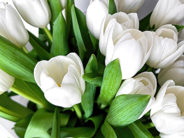 Bouquet of beautiful white tulips close up