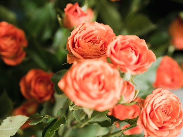 Bouquet of delicate roses