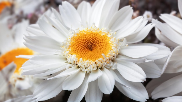 カスミソウの装飾が施された美しいカモミールの花の花束 Premium写真