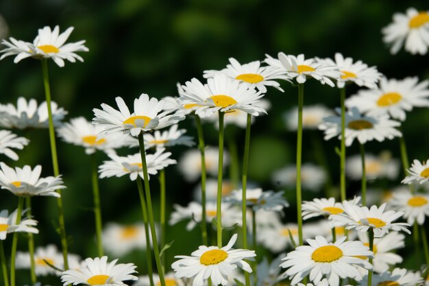 日光でカモミールの花束 自然なかわいい背景 プレミアム写真