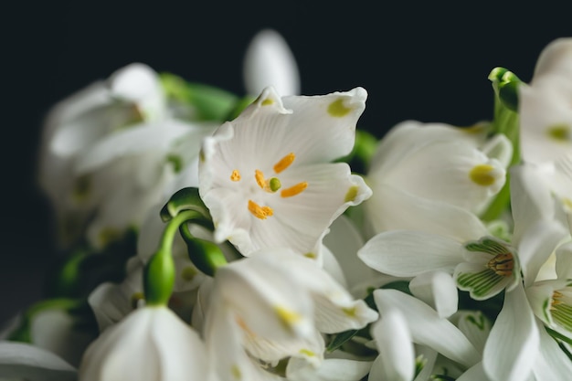 無料写真 背景をぼかした写真のスノー ドロップの花束