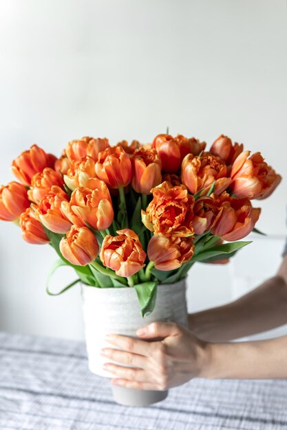 Bouquet of orange tulips in female hands in the interior of the room closeup