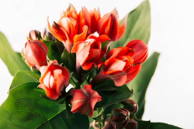 Bouquet of orange tulips