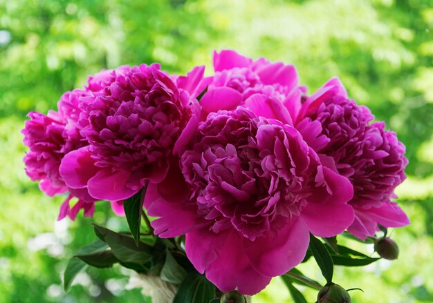 Bouquet of pink peonies