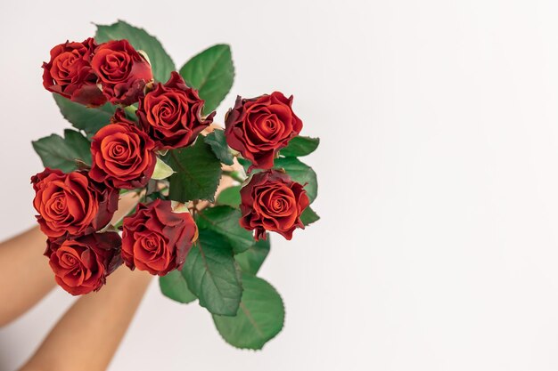 Bouquet of red roses in female hands on a white background top view