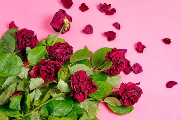 Bouquet of red wilted roses on a pink background.
