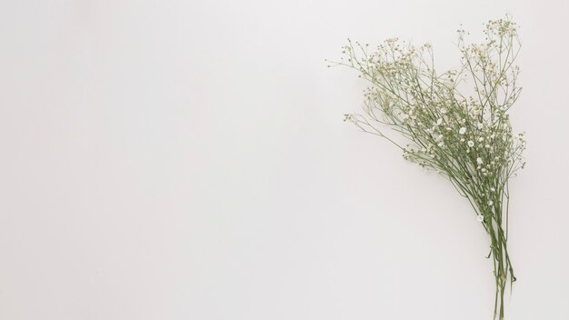 Bouquet of thin green plant branches with flowers