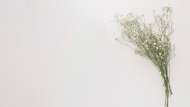 Bouquet of thin green plant branches with flowers