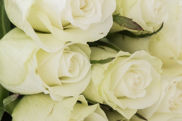 Bouquet of white roses