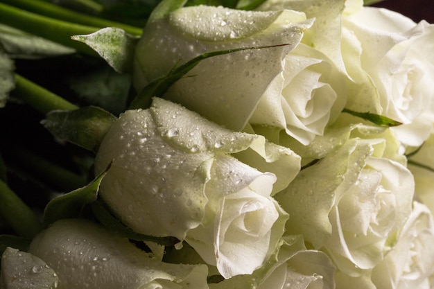 Bouquet of white roses