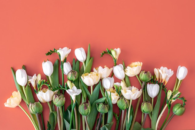 Bouquet of white tulips on a red background flat lay