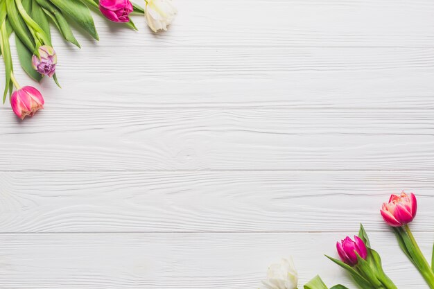 Bouquets of tulips on white