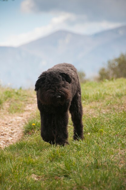 Premium Photo Portrait Of A Bouvier Des Flandres Puppy Laying Down