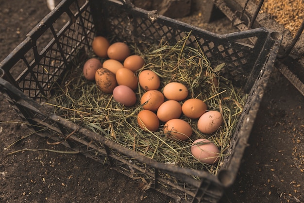 Free photo box with fresh picked eggs