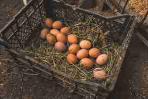 Free photo box with fresh picked eggs