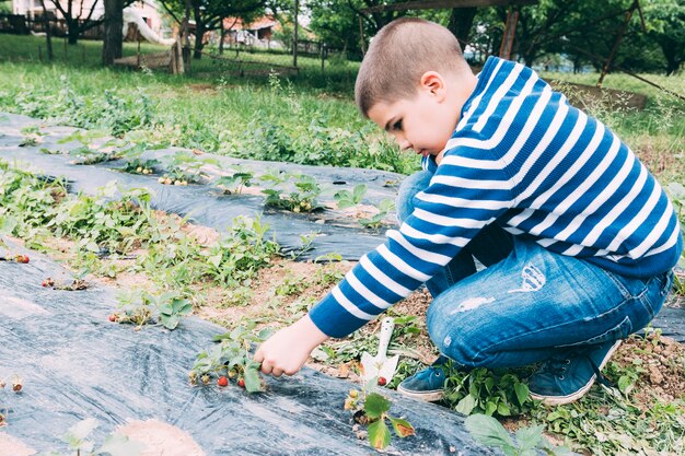 Boy harvesting ripe strawberry