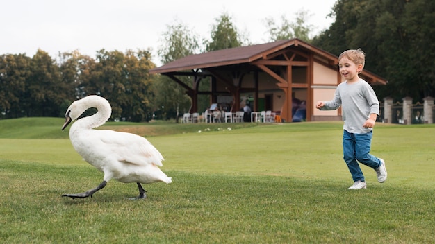 Boy running after a swan