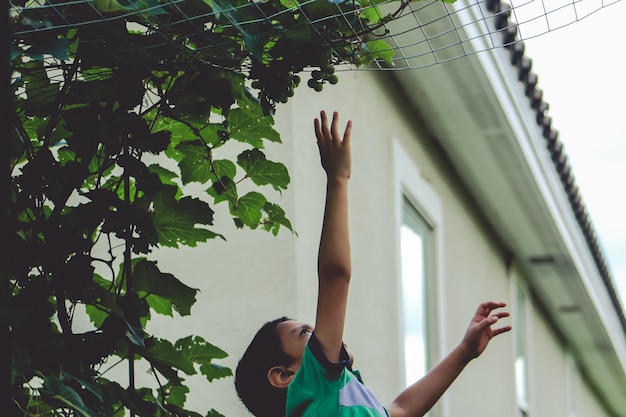 Boy trying to reach hanging grapes