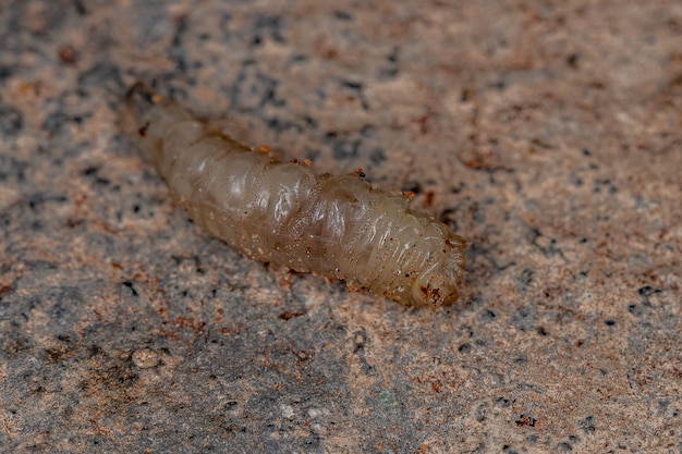 Brachyceran fly larva of the suborder brachycera