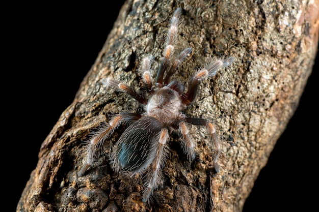 Foto gratuita bracyphelma auratum tarantola su legno